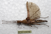 CollectionObject 1576185; SPM SP/EPH/00788, ba945d23-a770-4715-8a95-48ca6d089e9f: copyright SPM Kinabalu. female, dorsal view (holotype). (CollectionObject).