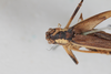 CollectionObject 2601998; b7bddda4-8193-4288-a96d-898299947a43: female, dorsal view (syntype). (CollectionObject).