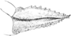 Fig. 159. ovipositor, lateral view. Depicts Paratettix rugosus (Scudder, 1862), an Otu.