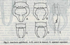 Mesochelidura apfelbecki (Werner, 1907): (Otu).