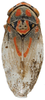 Habitus, dorsal view on Brazosa beni Pinedo-Escatel & Dietrich, 2020: (Observation).