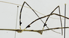 CollectionObject 1573594; 62b393cd-637d-4aa8-ada6-d47f6fb0cfb5: male, foliase spines detail (holotype). (CollectionObject).