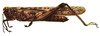 Schistocerca literosa (Walker, 1870): Pl. 18, Fig. 8 (Hood Island, topotype). male (Schistocerca literosa punctata). (Otu).