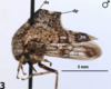 Habitus, lateral view: !! display not done !! on Telamona salvini Distant, 1879: (Observation).