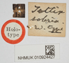 CollectionObject 1517894; 9091b2ba-5795-4d7c-afc4-20ed38528df1, NHMUK10924427: labels (holotype). (CollectionObject).