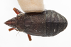 Habitus, dorsal view: (Observation).