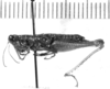 CollectionObject 1566096; e9faf847-e993-407f-bf16-e25e096ba1ea: female, lateral view (allotype). (CollectionObject).