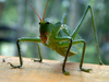 Megatympanon speculatum Piza, 1958: male (Sapiranga, Rio Grande do Sul, 2003). (Otu).