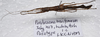 Parabrosoma brevifemurum Seow-Choen, 2018: (Otu).