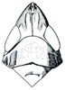 Head: !! display not done !! on Scaphytopius elegans (Van Duzee, 1890): Scaphytopius elegans, head, pronotum, and mesonotum, dorsally. (Observation).
