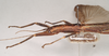CollectionObject 1561298; NHMUK(SF IMPORT DUPLICATE) 845154, 05cf2fa2-efc1-4a56-a297-175d70c8f48d: copyright Natural History Museum, London. female: head and thorax, lateral view (paratype). (CollectionObject).