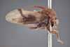 Habitus, lateral view: !! display not done !! on Ischnocentrus niger Stål, 1870: (Observation).