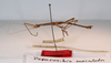 CollectionObject 1560926; 1ef775fc-9b75-4305-9624-fe183cb925b6: copyright MNCN, Madrid. male, lateral view (holotype). (CollectionObject).