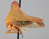 Habitus, lateral view: !! display not done !! on Telonaca ramona Ball, 1918: (Observation).