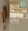 CollectionObject 1600089; 503935dc-767b-40cb-bb05-396b854f8603: female, dorsal view, labels (syntype?). (CollectionObject).