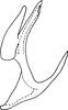Aedeagus, lateral view on Arboridia (Arboridia) magna Song, Li & Dietrich, 2016: Aedeagus, lateral view. (Observation).