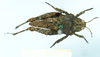 CollectionObject 1593705; aa0f34d0-0334-4fc5-a1f8-939cb4a56130: male (syntype), dorsal view. (CollectionObject).