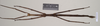 CollectionObject 1563900; NHMUK(SF IMPORT DUPLICATE) 844591-592, 2aa2e4b2-c696-4694-9198-2fb28c51cf20: copyright Natural History Museum, London. female (paratype). (CollectionObject).