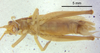 CollectionObject 1523701; 39776c6b-d87b-422a-be07-a09028b39bc9: male, ventral view (holotype). (CollectionObject).