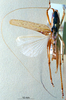 CollectionObject 1516536; NNM 3224766, 865316f2-491c-431b-a8a8-adb7e14dd5a9: male habitus dorsal view (paratype). (CollectionObject).