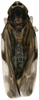 Habitus, dorsal view on Arboridia (Arborifera) changlingensis Jiang, Luo & Song, 2021: (Observation).
