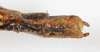 CollectionObject 1559098; NMW 218, 91e0d291-17fa-4ede-9a7d-7e8137449ae7: copyright NMW, Vienna. female: end of abdomen, dorsal view (holotype). (CollectionObject).