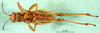 CollectionObject 1501280; 2f2275cc-c71f-4ece-b3a9-94c532b36489: male, ventral view (syntype). (CollectionObject).