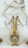Aedeagus, ventral view: (Observation).