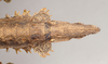 CollectionObject 1561821; c6b78b68-04f1-4a26-a7fa-c3d8ba93f2b9: copyright Natural History Museum, London. female: end of abdomen, ventral view (holotype). (CollectionObject).