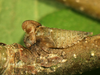 Nymph on Archasia belfragei Stål, 1870: (Observation).