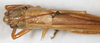 CollectionObject 1593690; 515a851e-49b4-43cd-9086-5837fe412ee0: female, dorsal view (Conocephalus laticeps). (CollectionObject).