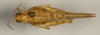 CollectionObject 1527199; 1677782a-f039-4d55-a736-4aa9fa08c750: male, dorsal view (holotype). (CollectionObject).