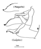 Leptomerinthoprora brevipennis Rehn, 1905: Fig. 5A. female ovipositor, lateral view. (Otu).