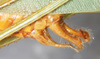 CollectionObject 1566637; NMW 20273, 6d5549f8-8645-434f-afd3-f6b4914370f6: male abdomen tip, lateral view. (CollectionObject).