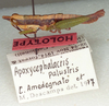 Apoxycephalacris palustris Amédégnato & Descamps, 1978: Male habitus, lateral view (holotype). (Otu).