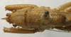 CollectionObject 1534992; 17910123-460b-4ab9-9218-02654dfaa74b: male head and pronotum, dorsal view (holotype). (CollectionObject).