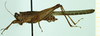 CollectionObject 1585329; fea60686-3763-46b1-9299-10d90dffe76c: female, lateral view. (CollectionObject).