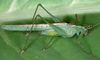 Xiphidiopsis (Xiphidiopsis) fallax Redtenbacher, 1891: 2003. male. (Otu).