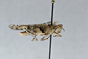 CollectionObject 2870571; CNCI 1010285, 0ff12e66-f830-41ed-a10a-41e0fd5e0f7b: Cibolacris parviceps. (CollectionObject).