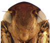 Head on Coarctana oricula Domahovski & Cavichioli, 2023: Male holotype [DZUP]: head, ventral view. (Observation).