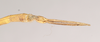 CollectionObject 1558547; 60a19b5b-98ed-4581-b16b-326a9354a656: copyright Natural History Museum, London. male: end of abdomen, ventral view (syntype). (CollectionObject).;CollectionObject 1558548; 3181af4a-1fcb-427b-a9c6-e70ddf2ce114: copyright Natural History Museum, London. male: end of abdomen, ventral view (syntype). (CollectionObject).