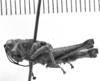 CollectionObject 1524871; 711d1829-8ad1-4bb0-a47e-e195efaa54d9: Image Carbonell, C.S. male, lateral view (syntype). (CollectionObject).