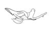 Phaulacris gracilicornis (Bruner, 1911): Fig. 174. endophallus, lateral view. (Otu).