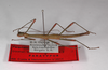 CollectionObject 1557501; 02d3ac2e-3049-401d-a564-ca8051c22800: copyright ZMB, Berlin. male, lateral view (paratype). (CollectionObject).;CollectionObject 1557502; f3f883a3-bc26-4403-83fc-8358644cbae8: copyright ZMB, Berlin. male, lateral view (paratype). (CollectionObject).