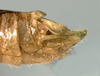 CollectionObject 1580067; 69e60f67-1965-4b70-bcff-324050310e7e: male terminalia, lateral view (paratype). (CollectionObject).