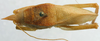 CollectionObject 1520674; b33062fc-4914-4a64-b87d-07a1160f2457: male head and pronotum, dorsal view. (CollectionObject).