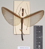 CollectionObject 1560484; f6603ba9-6a6d-4e43-8072-c0f24cf37d24: copyright Natural History Museum, London. female Phasma hopii (paralectotype). (CollectionObject).