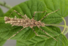 Brockphasma spinifemorale Ho, Liu, Bresseel & Constant, 2014: copyright Bruno Kneubuhler. mating pair, culture stock 2014. (Otu).