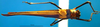 CollectionObject 1500589; 77363a4d-0dfb-4569-bed8-b35556572544, DORSA BTprograHTM: male, dorsal view (holotype). (CollectionObject).