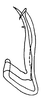 Aedeagus, lateral view on Coarctana pedica (DeLong, 1980): Male: aedeagus, lateral view. (Observation).